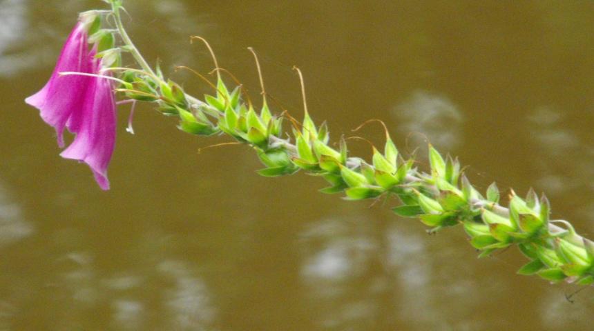 Digitale en fin de floraison - Maelle Mériaux